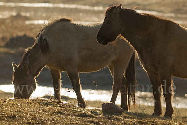 Konik (Equus caballus sspec.)