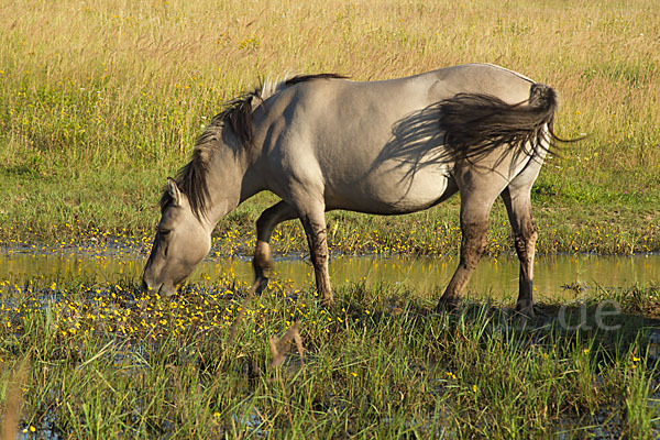 Konik (Equus caballus sspec.)