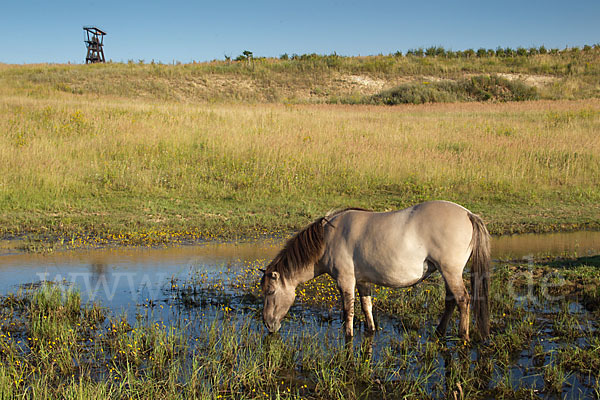 Konik (Equus caballus sspec.)