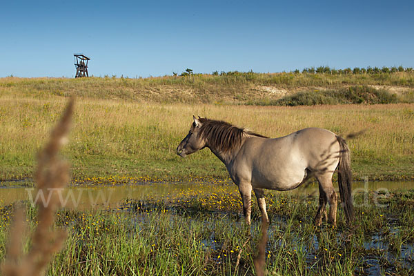 Konik (Equus caballus sspec.)