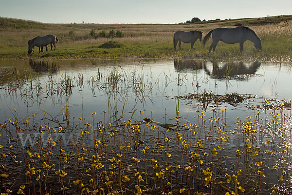 Konik (Equus caballus sspec.)