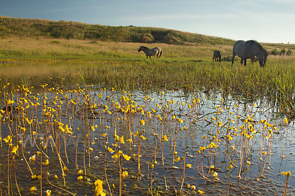 Konik (Equus caballus sspec.)