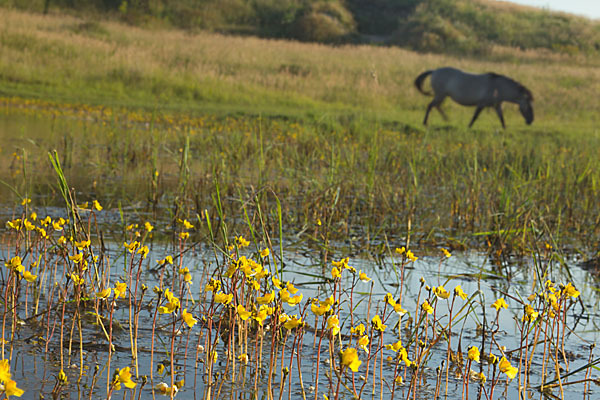 Konik (Equus caballus sspec.)