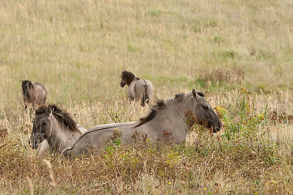 Konik (Equus caballus sspec.)