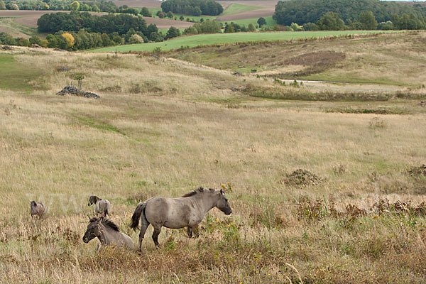 Konik (Equus caballus sspec.)