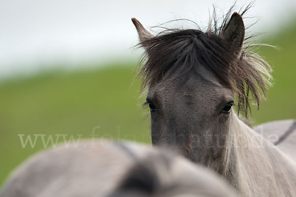 Konik (Equus caballus sspec.)