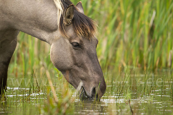 Konik (Equus caballus sspec.)