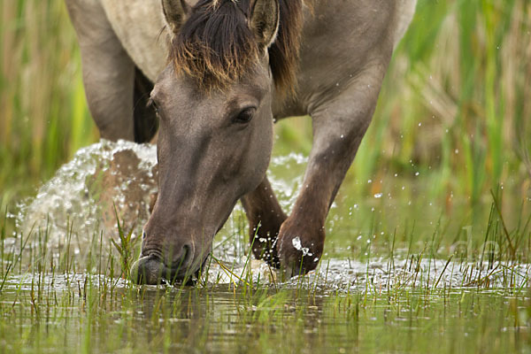 Konik (Equus caballus sspec.)