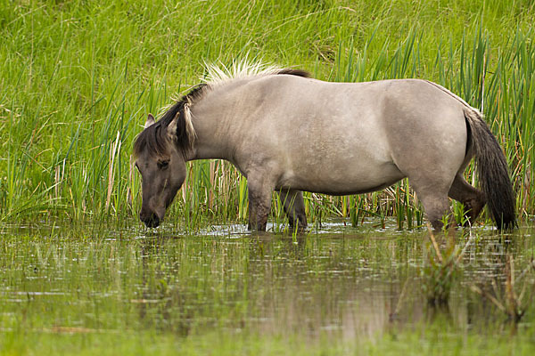 Konik (Equus caballus sspec.)