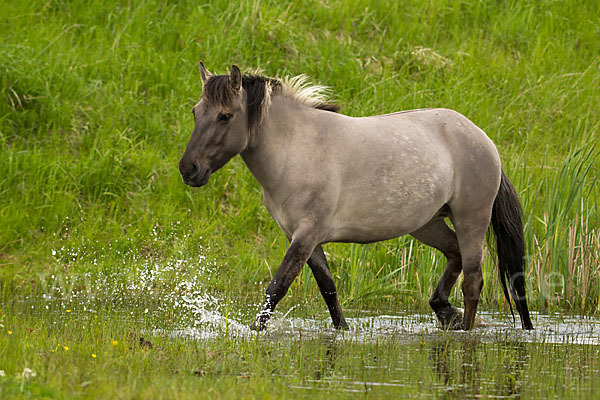 Konik (Equus caballus sspec.)