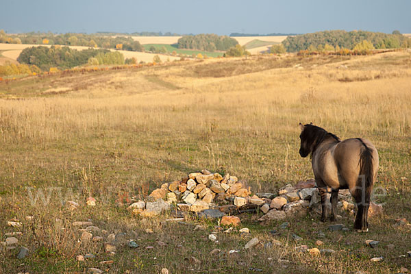 Konik (Equus caballus sspec.)