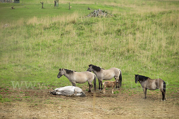 Konik (Equus caballus sspec.)