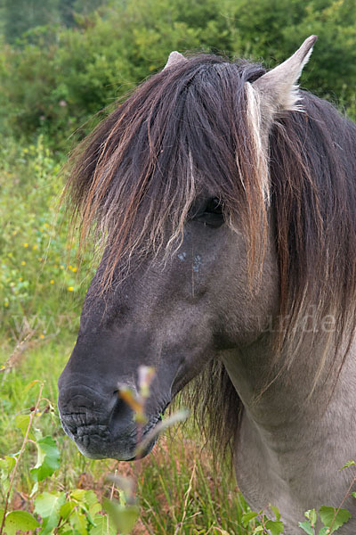 Konik (Equus caballus sspec.)