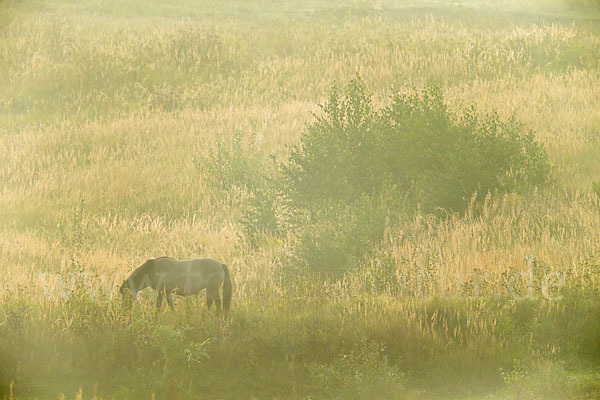 Konik (Equus caballus sspec.)