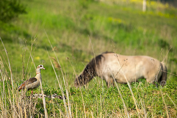 Konik (Equus caballus sspec.)