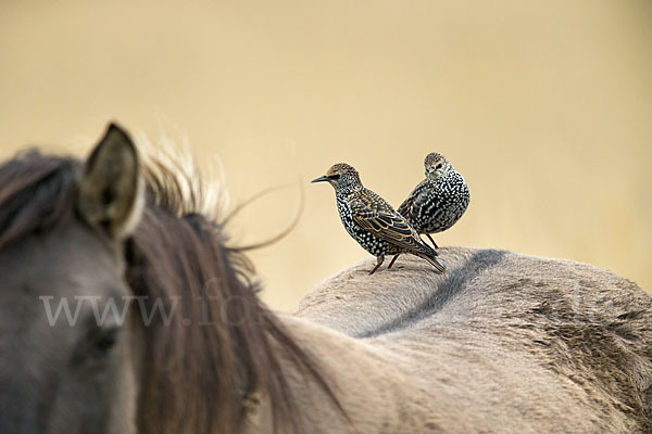 Konik (Equus caballus sspec.)