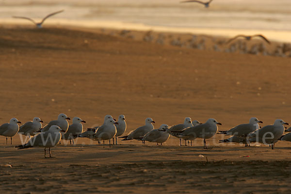 Korallenmöwe (Larus audouinii)