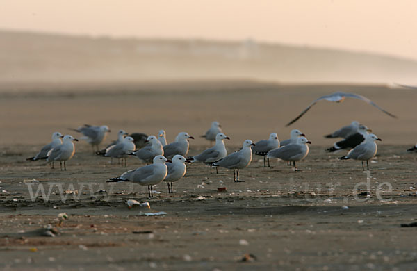 Korallenmöwe (Larus audouinii)