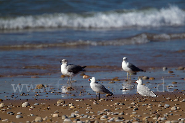 Korallenmöwe (Larus audouinii)