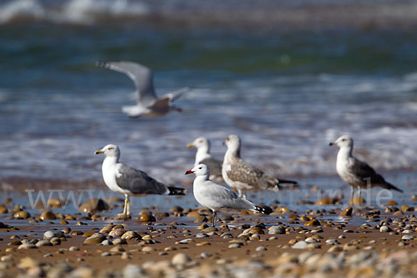 Korallenmöwe (Larus audouinii)