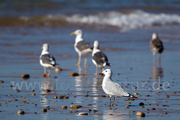 Korallenmöwe (Larus audouinii)