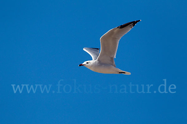 Korallenmöwe (Larus audouinii)