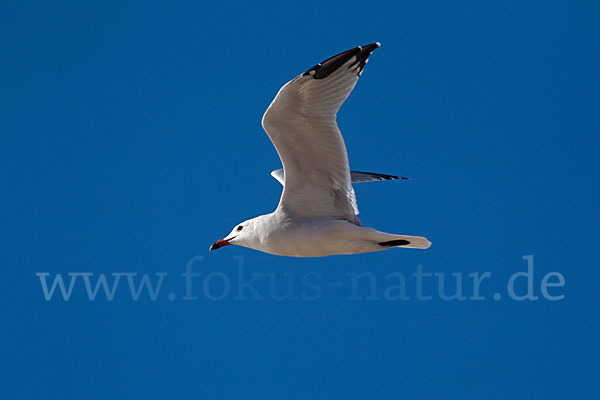 Korallenmöwe (Larus audouinii)