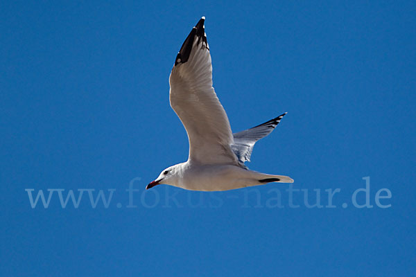 Korallenmöwe (Larus audouinii)