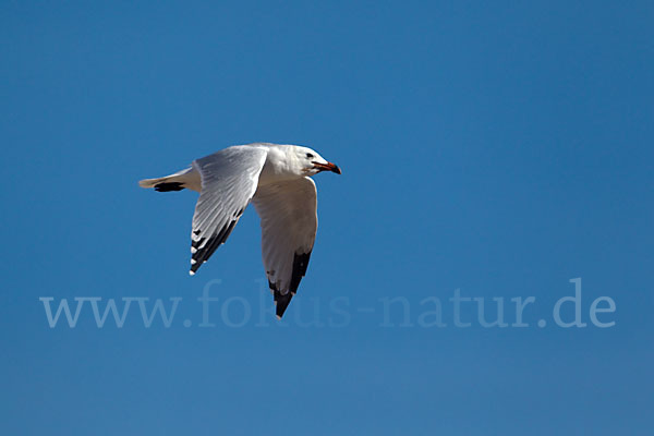 Korallenmöwe (Larus audouinii)