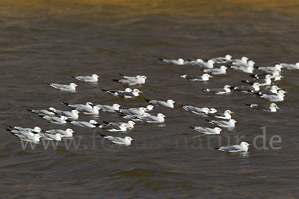 Korallenmöwe (Larus audouinii)