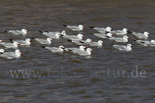 Korallenmöwe (Larus audouinii)