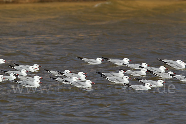 Korallenmöwe (Larus audouinii)