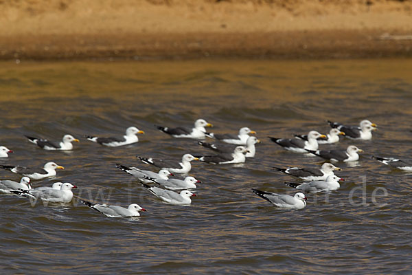 Korallenmöwe (Larus audouinii)