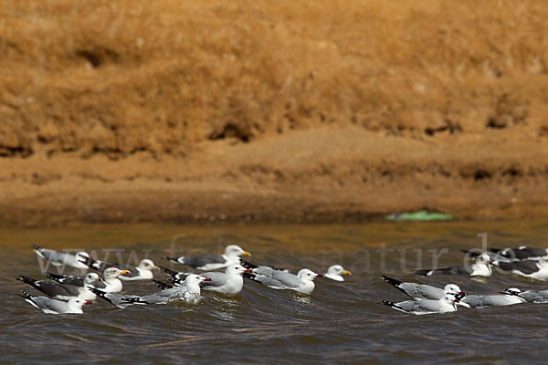 Korallenmöwe (Larus audouinii)