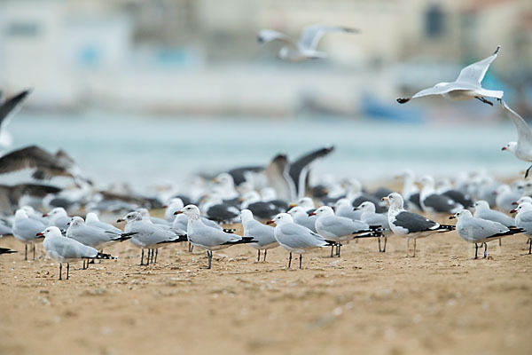 Korallenmöwe (Larus audouinii)