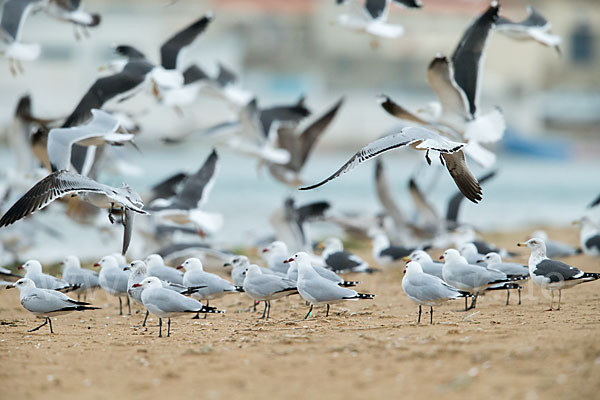 Korallenmöwe (Larus audouinii)