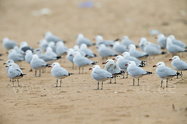 Korallenmöwe (Larus audouinii)