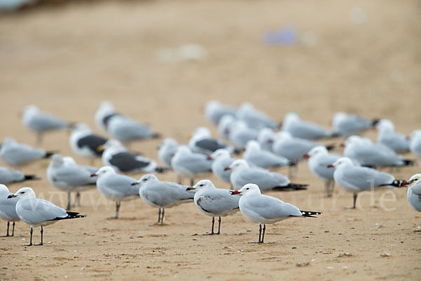 Korallenmöwe (Larus audouinii)