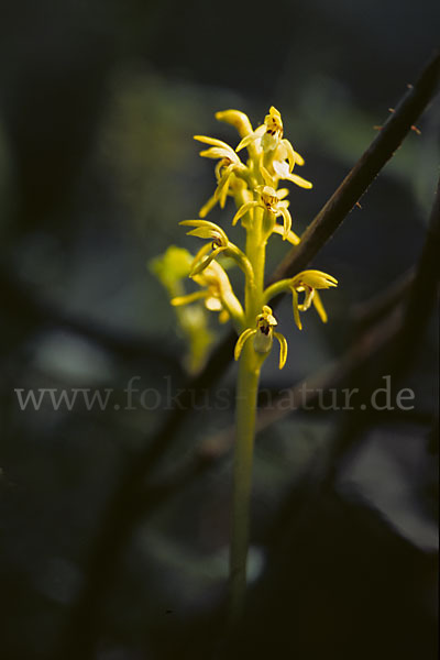 Korallenwurz (Corallorrhiza trifida)