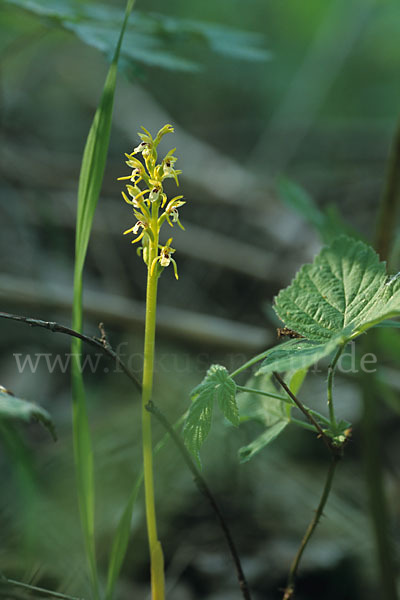 Korallenwurz (Corallorrhiza trifida)