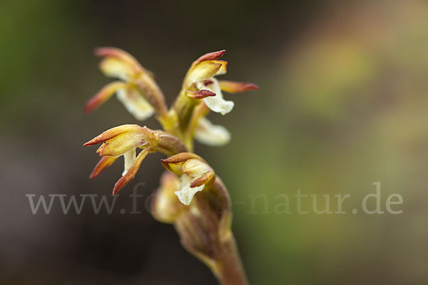 Korallenwurz (Corallorrhiza trifida)