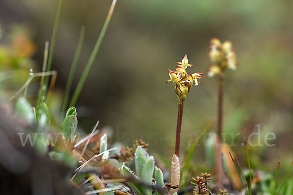 Korallenwurz (Corallorrhiza trifida)