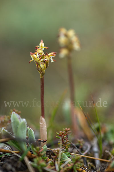 Korallenwurz (Corallorrhiza trifida)