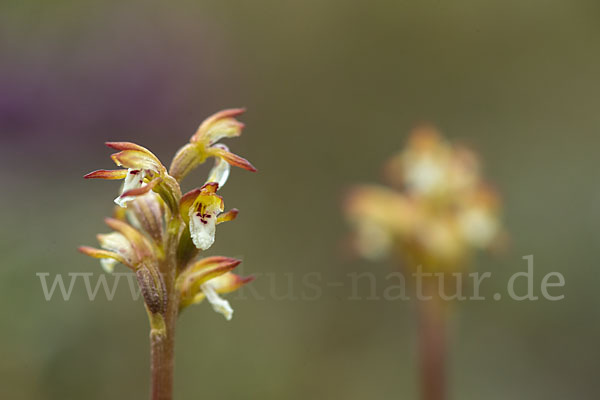 Korallenwurz (Corallorrhiza trifida)