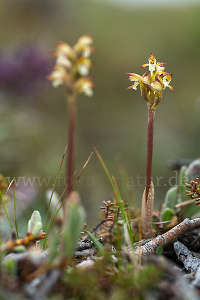 Korallenwurz (Corallorrhiza trifida)