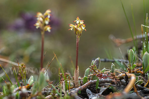 Korallenwurz (Corallorrhiza trifida)