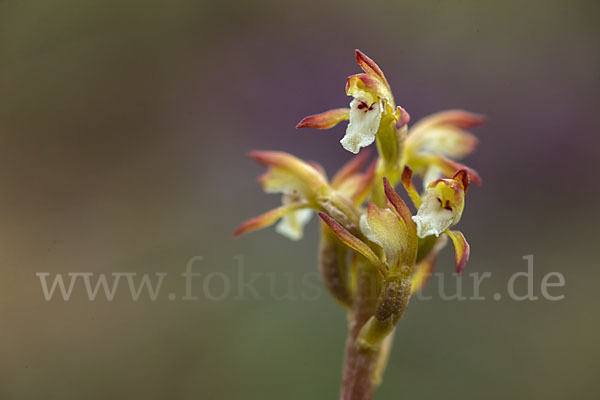 Korallenwurz (Corallorrhiza trifida)