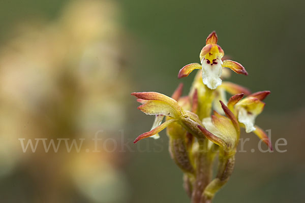 Korallenwurz (Corallorrhiza trifida)