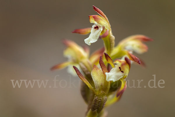 Korallenwurz (Corallorrhiza trifida)