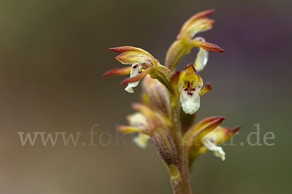 Korallenwurz (Corallorrhiza trifida)